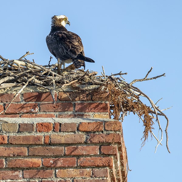 Animal obstruction removal in Oceanside CA
